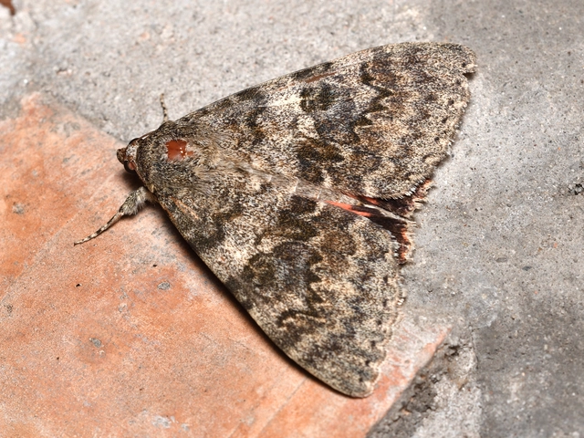 Catocala elocata - közönséges övesbagoly