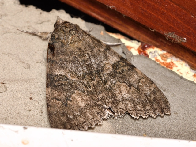Catocala nupta - piros övesbagoly