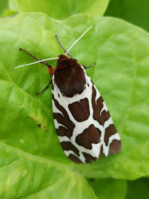 Arctia caja - közönséges medvelepke