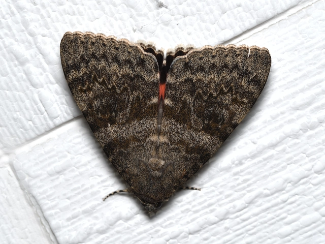 Catocala elocata - közönséges övesbagoly