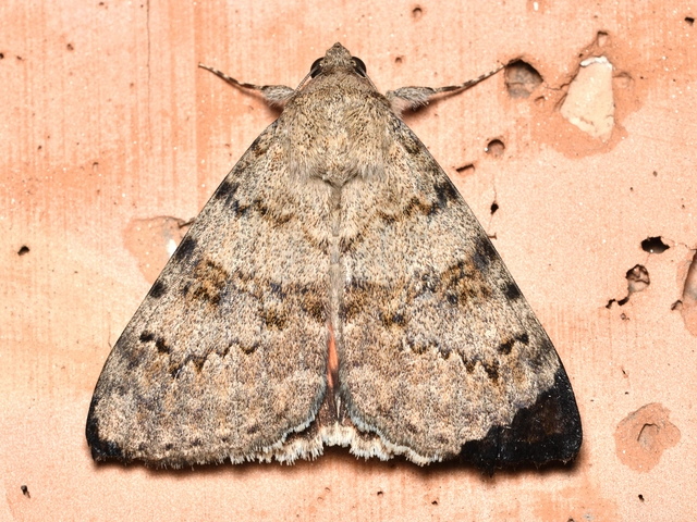 Catocala puerpera - nyárfa-övesbagoly