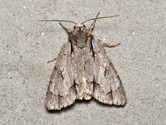 Acronicta cuspis/tridens/psi