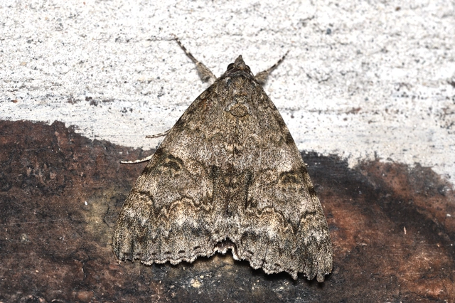 Catocala nupta - piros övesbagoly