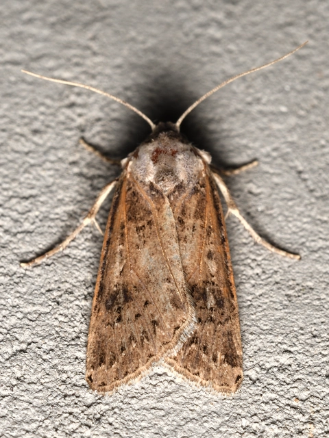 Agrotis bigramma - kétjegyű földibagoly