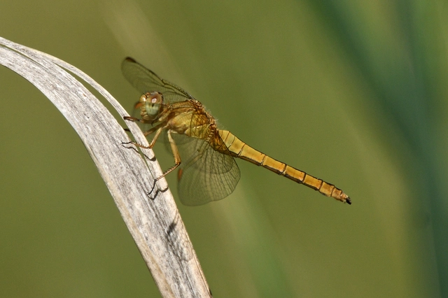 Orthetrum coerulescens - karcsú pásztorszitakötő