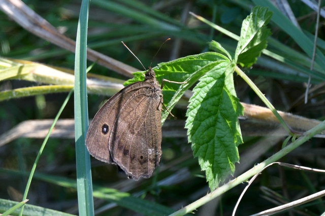Minois dryas - fekete szemeslepke