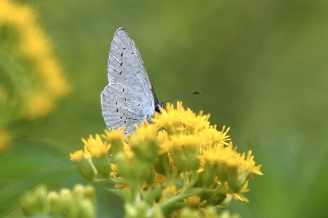 Celastrina argiolus - bengeboglárka