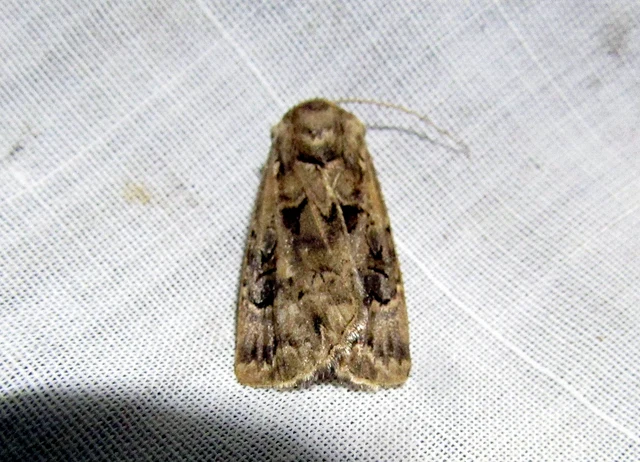 Agrotis bigramma - kétjegyű földibagoly