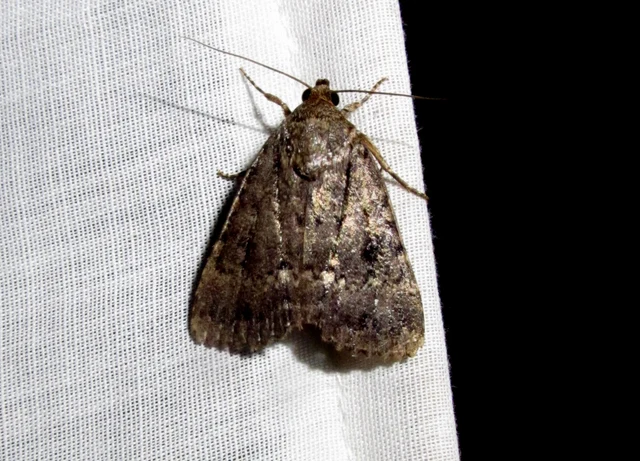 Amphipyra berbera/pyramidea