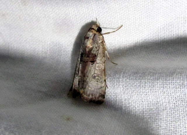 Epilecta linogrisea - karcsú sárgafűbagoly