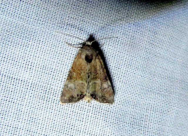 Mesoligia furuncula - kétszínű dudvabagoly
