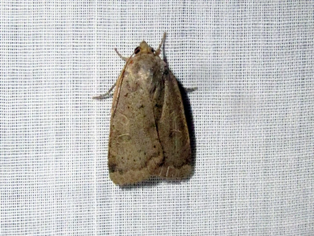 Noctua comes - kis sárgafűbagoly