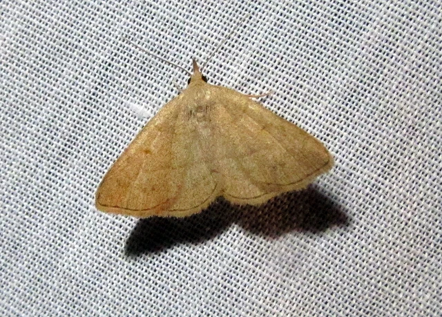 Paracolax tristalis - sárgás karcsúbagoly