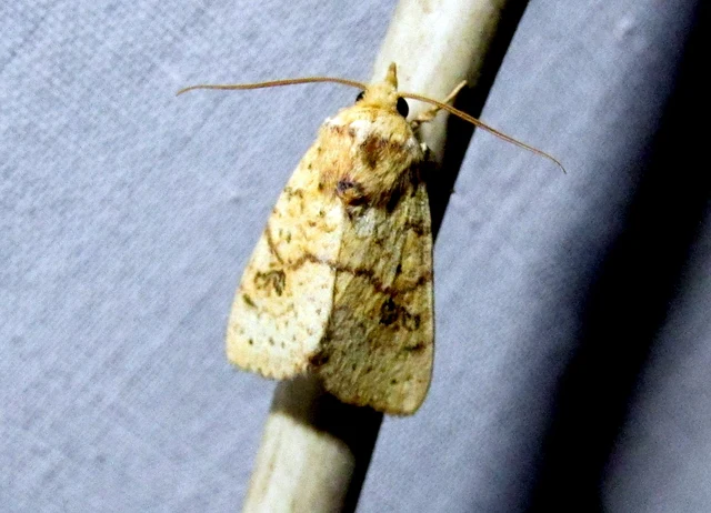 Tiliacea sulphurago - kénes sárgabagoly