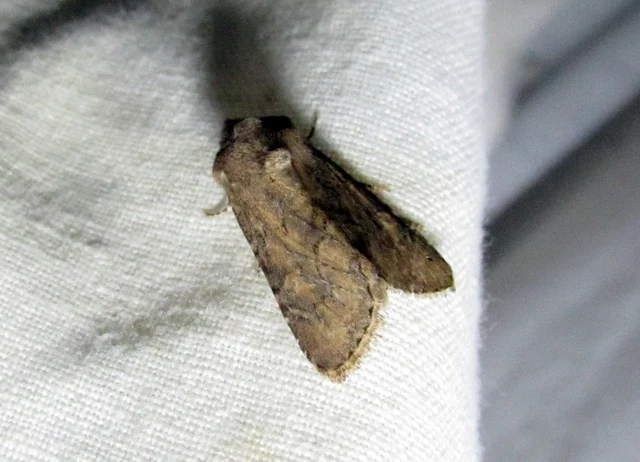 Luperina testacea - barnás szürkebagoly