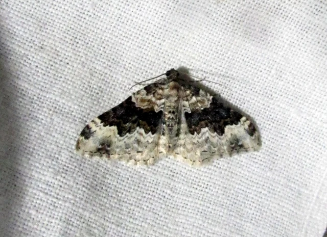 Epirrhoe galiata - sávos galajaraszoló