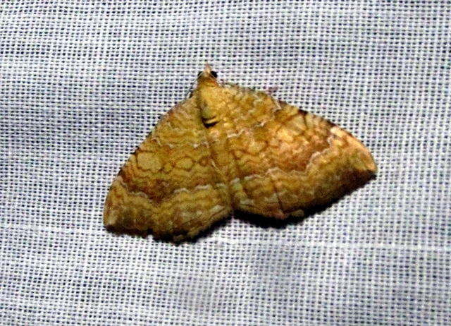 Camptogramma bilineata - kétvonalas sávosaraszoló