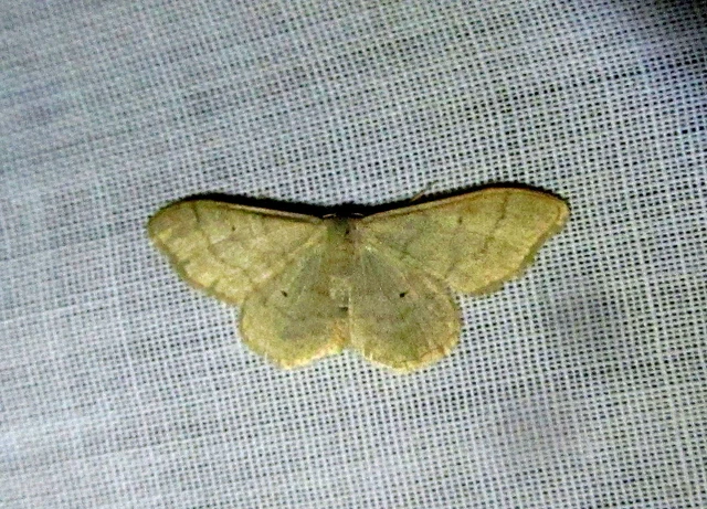 Idaea deversaria - egyszínű sávosaraszoló