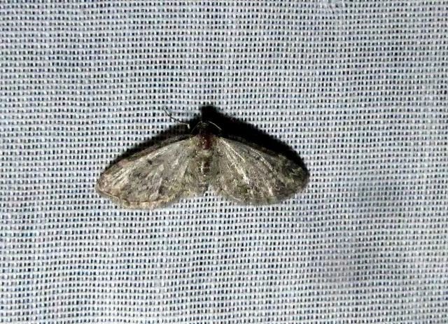 Eupithecia inturbata - juhar-törpearaszoló