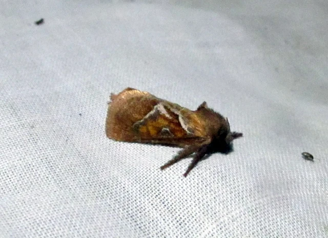 Triodia sylvina - kis gyökérrágólepke