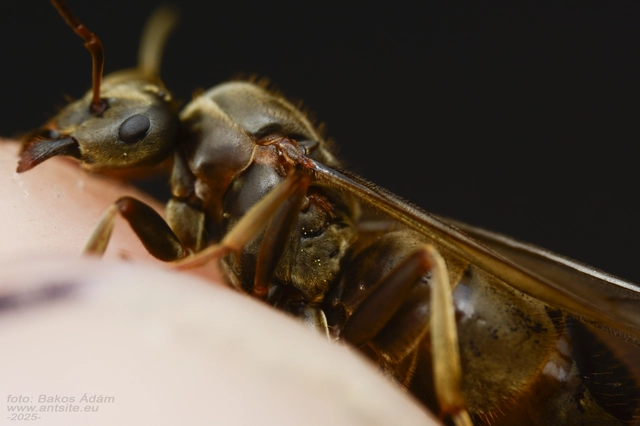 Lasius bombycina - pusztai feketehangya