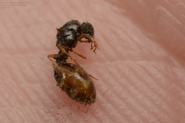 Solenopsis fugax - tolvajhangya