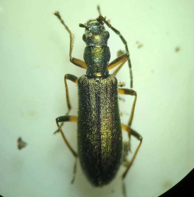 Chrysanthia geniculata - feketecsápú álcincér