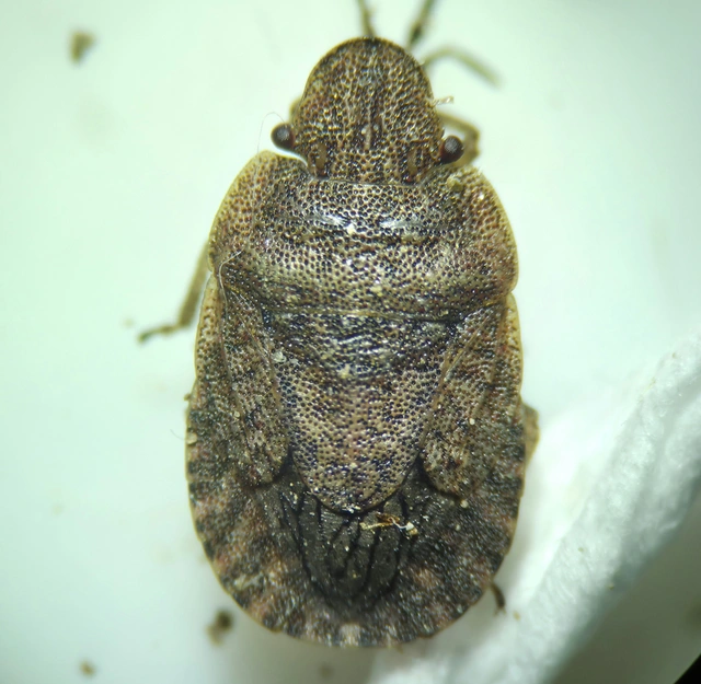 Sciocoris Sciocoris