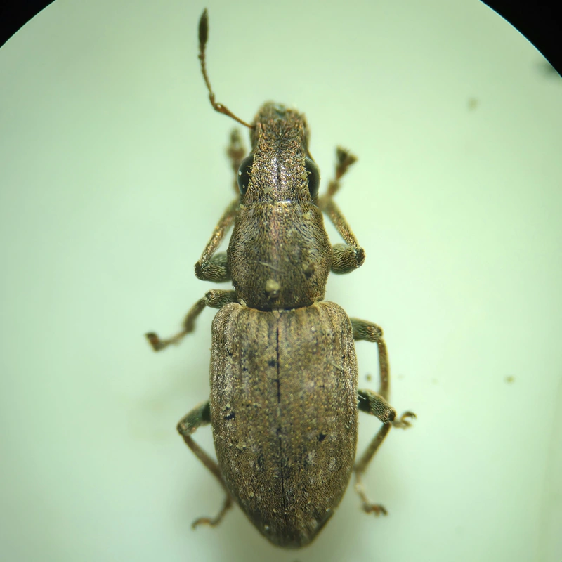 Sitona obsoletus - sárga csipkézőbogár