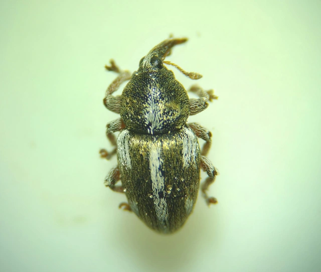 Tychius quinquepunctatus - borsó-tímárormányos