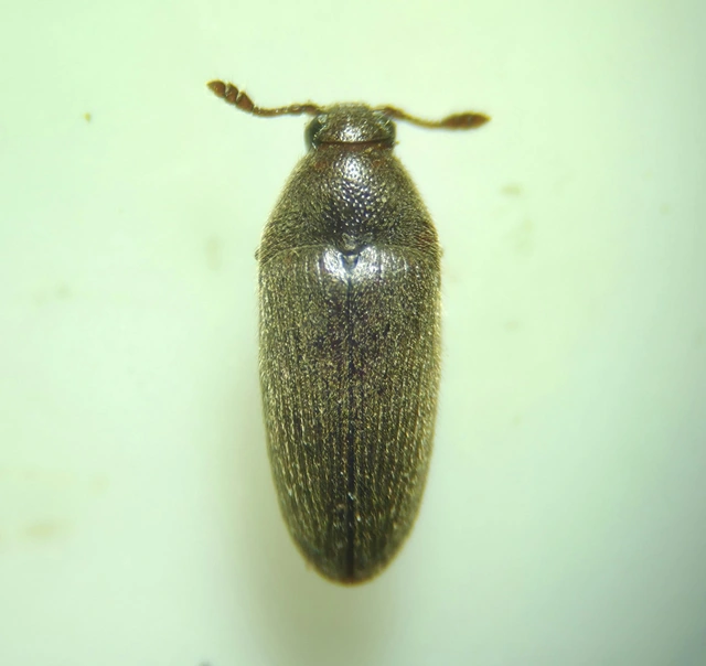 Throscidae - merevbogárfélék
