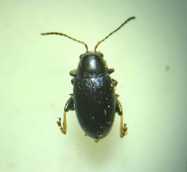 Chaetocnema Chaetocnema