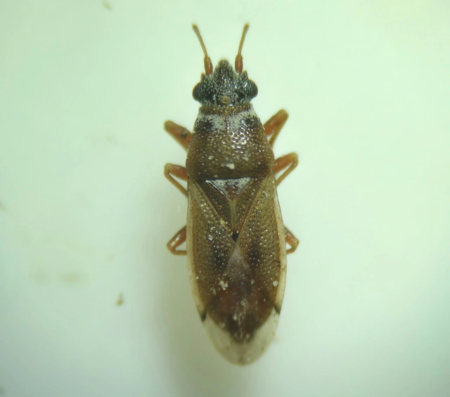 Cymus Cymus