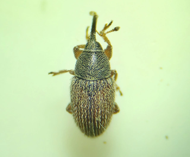 Mecinus pascuorum - közönséges útifűormányos