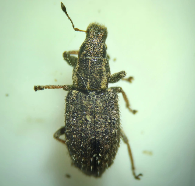 Sitona hispidulus - szőrös csipkézőbogár