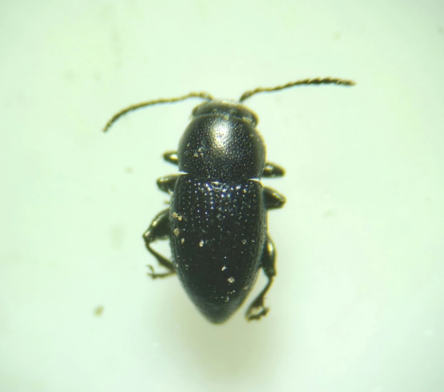 Chaetocnema compressa Chaetocnema compressa