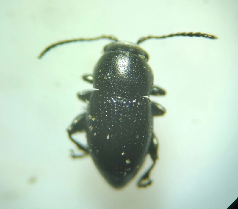 Chaetocnema compressa