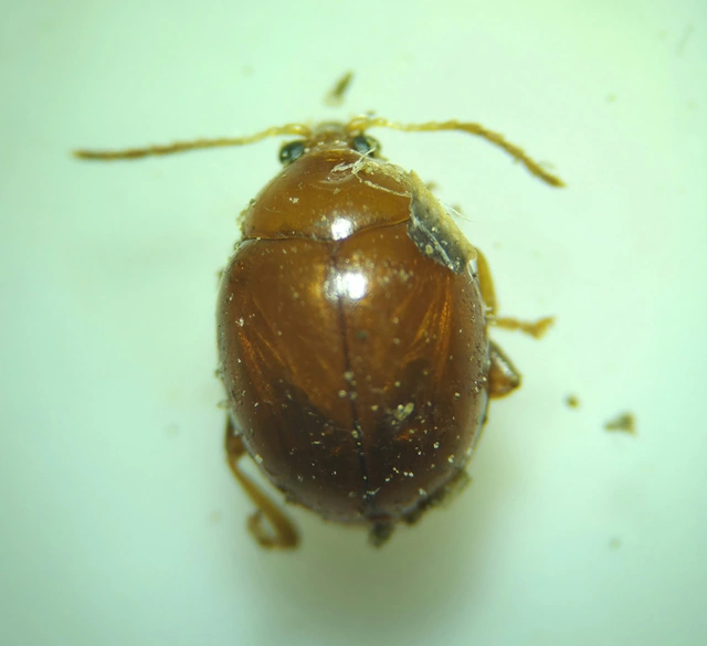 Sphaeroderma