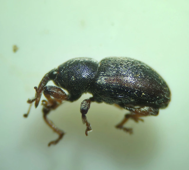 Tychius quinquepunctatus - borsó-tímárormányos