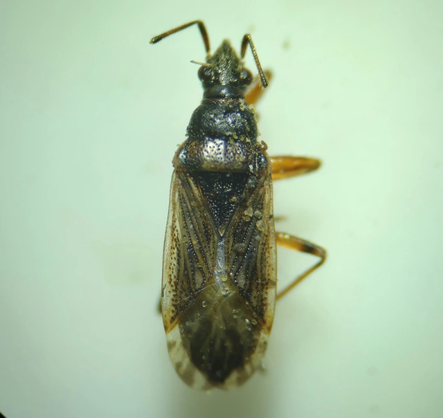 Pachybrachius fracticollis - nyakas bodobács