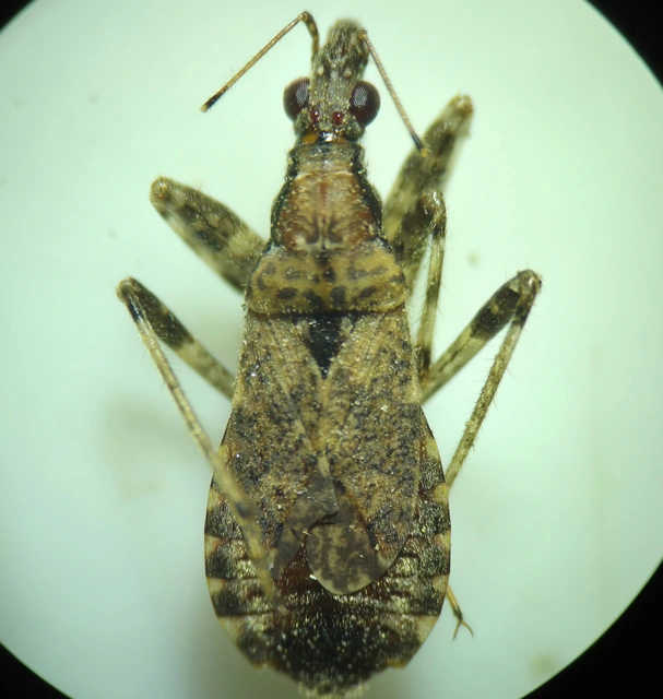 Himacerus mirmicoides - csalán-tolvajpoloska