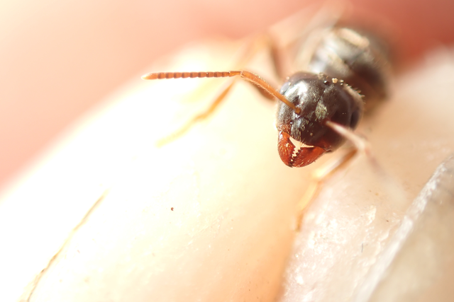 Lasius platythorax - erdei feketehangya