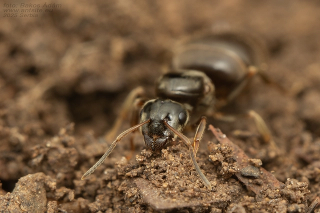 Lasius platythorax - erdei feketehangya