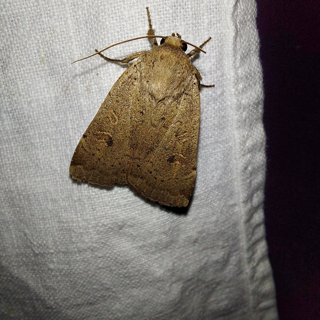Noctua comes - kis sárgafűbagoly