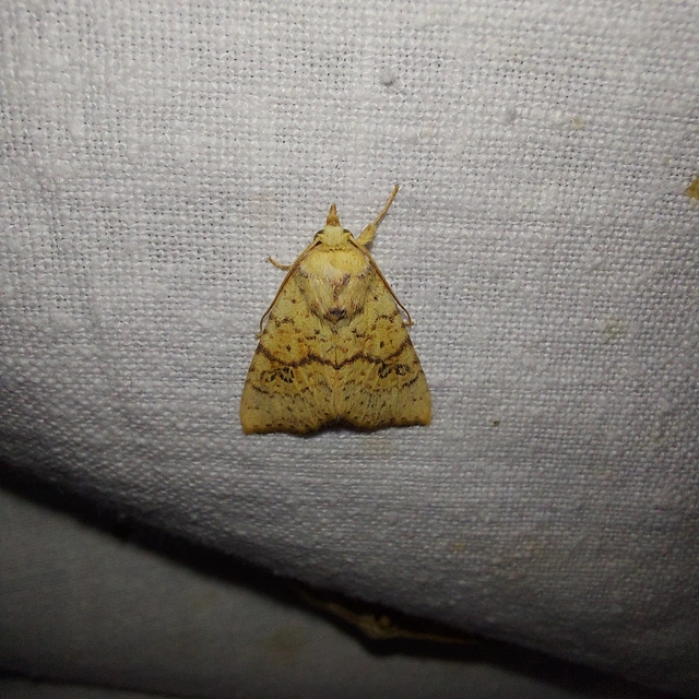 Tiliacea sulphurago - kénes sárgabagoly