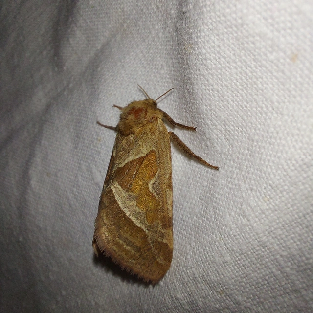 Triodia sylvina - kis gyökérrágólepke