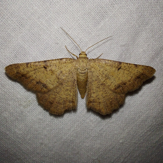 Selidosema plumaria - fésűs faaraszoló