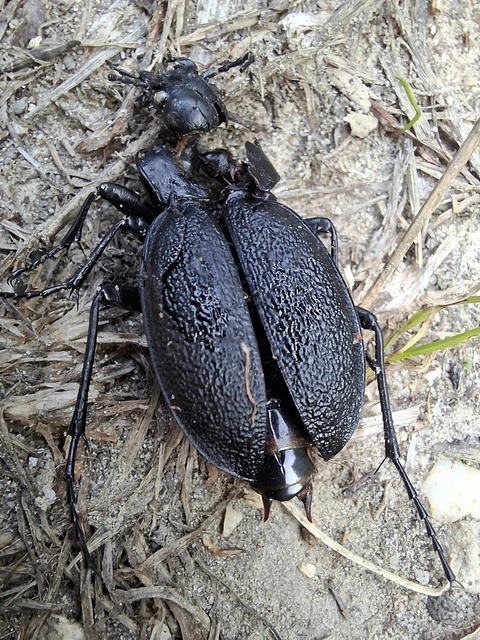 Carabus coriaceus - bőrfutrinka