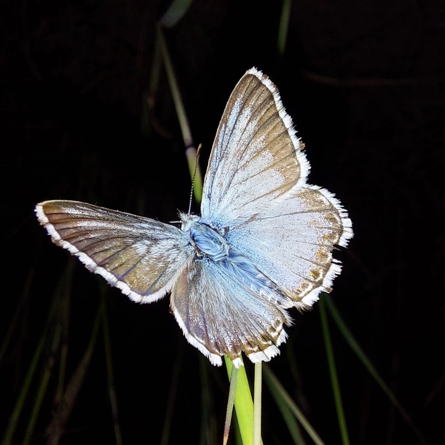 Polyommatus coridon - ezüstkék boglárka