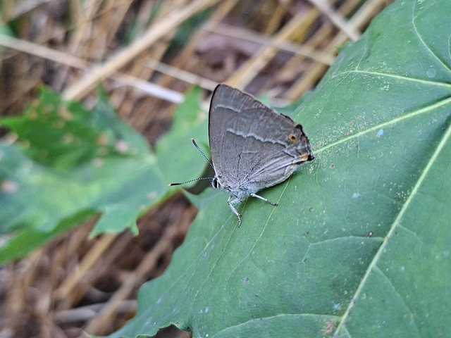 Neozephyrus quercus - tölgyfalepke